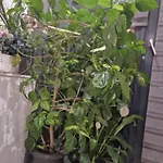 Apartament Urbano Burada No52a Constanţa