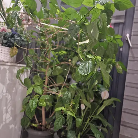 アパート Urbano Burada No52a コンスタンツァ